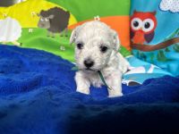 Scoby vel Theo  - 3 tygodnie